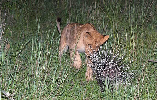 南非一群狮子意欲捕猎一头豪猪