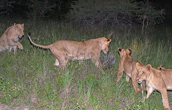 南非一群狮子意欲捕猎一头豪猪