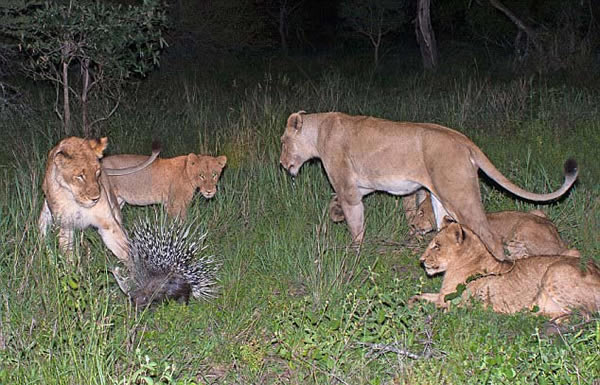 南非一群狮子意欲捕猎一头豪猪