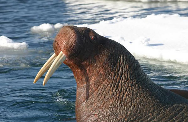 Bone fragments of a Pacific walrus (shown here) were found in the St Pancras bur