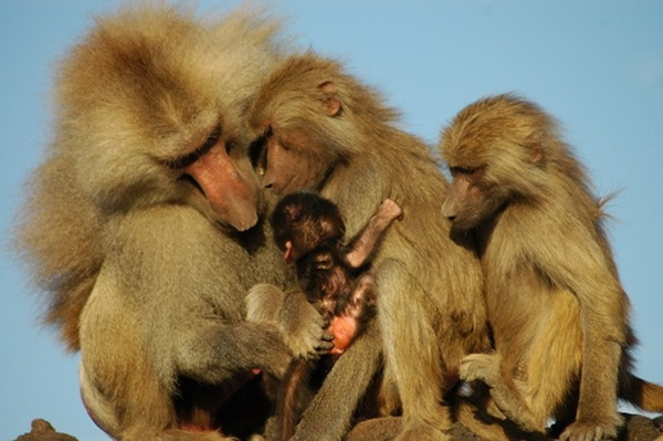 灵长类动物一夫一妻制的进化
