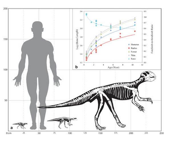 ������������������������̬ת�� ��������ͼ��