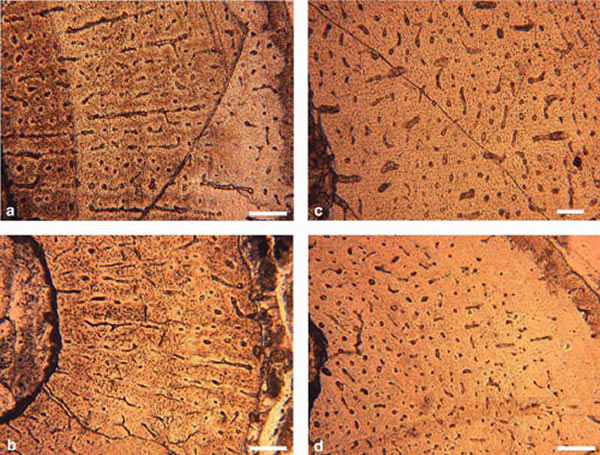 �����������������ǰ֫����״������ͨ����a��b�����֫������������ͨ����c��d�� ��������ͼ��