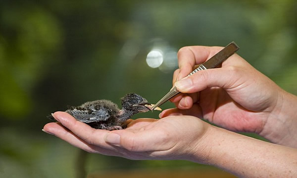 瘦弱雨燕宝宝大口吃食