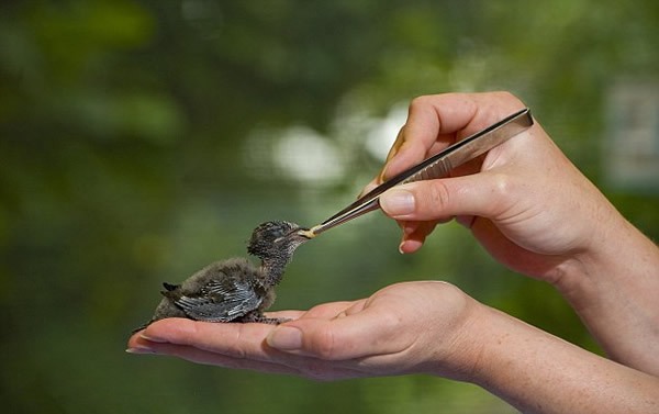 瘦弱雨燕宝宝大口吃食