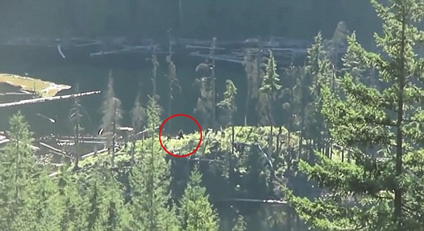 加拿大一对夫妇在丛林徒步时拍摄到传说中的“大脚野人”视频