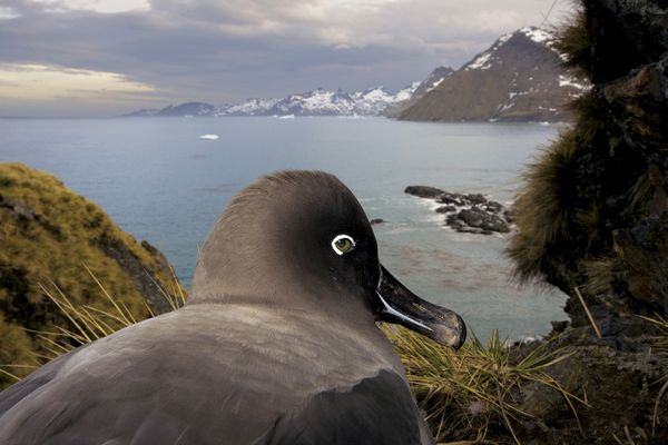 A light-mantled sooty albatross looks down on Gold Harbour, South Georgia Island