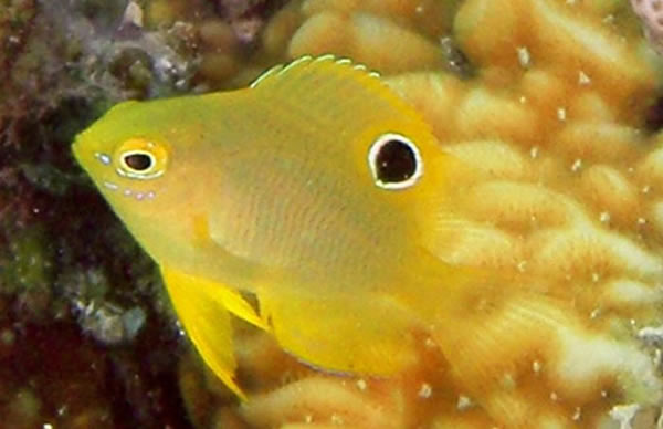 A damselfish (Pomacentrus amboinensis) prey from one of the predator treatments