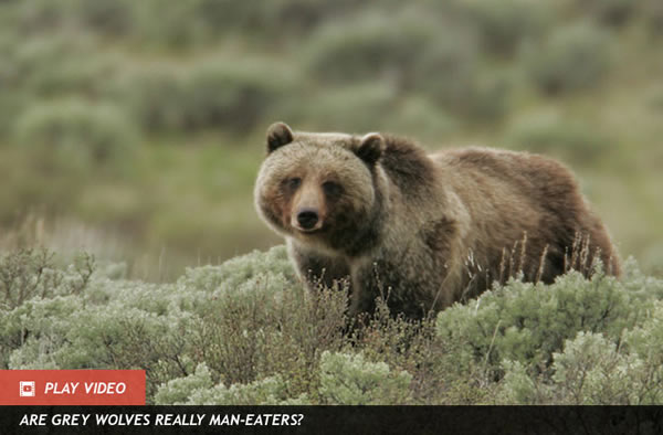 Wolves Help Grizzly Bears Get Berries