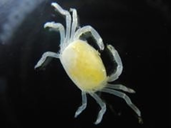 兵库县洲本市发现日本第一只梦幻发光螃蟹