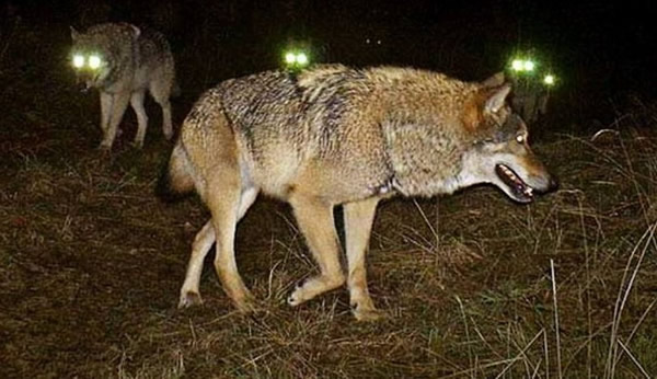 在德国出没的狼群