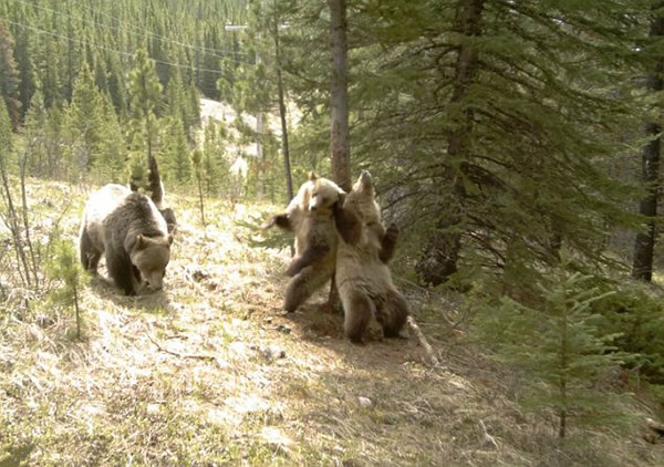 加拿大公园棕熊大跳“钢管舞”