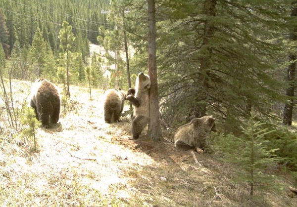 加拿大公园棕熊大跳“钢管舞”