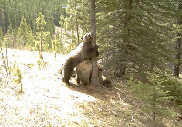 加拿大公园棕熊大跳“钢管舞”