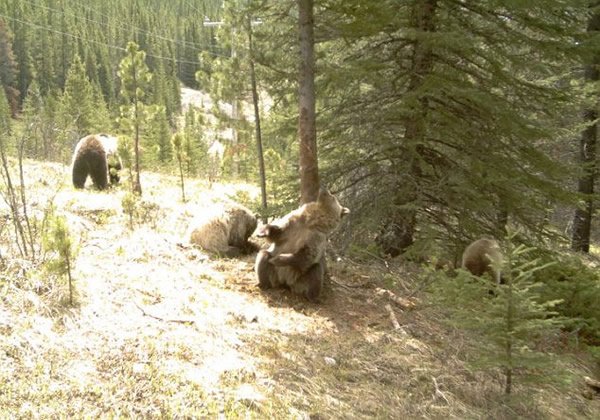 加拿大公园棕熊大跳“钢管舞”