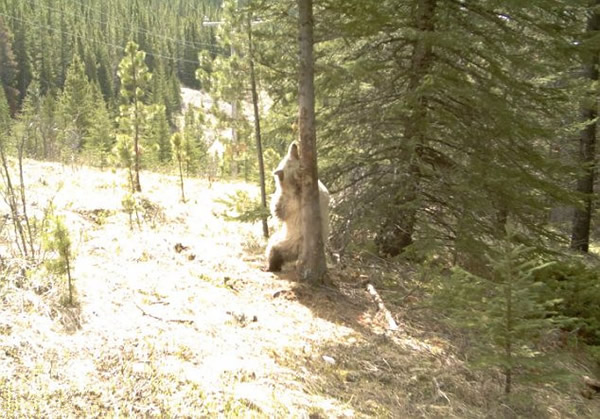 加拿大公园棕熊大跳“钢管舞”