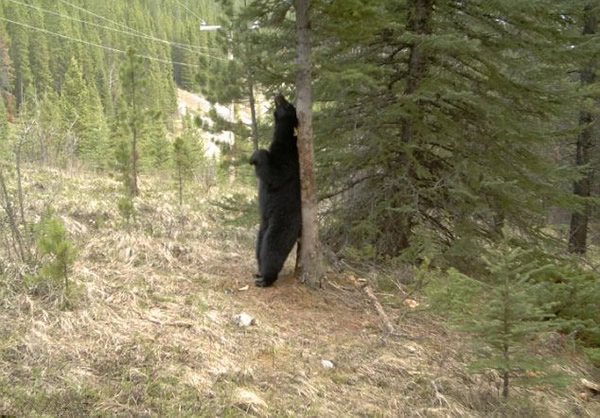 加拿大公园棕熊大跳“钢管舞”