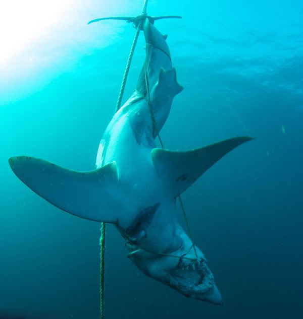 澳大利亚海洋保护区鲨鱼遭屠杀