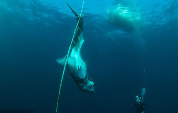 澳大利亚海洋保护区鲨鱼遭屠杀