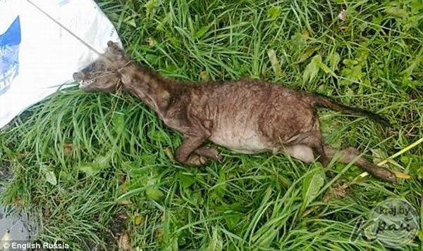 �׶���˹ũ����ɱһֻ��Ѫ���ޣ����²��Ǵ�˵�еġ�׿�ؿ�������