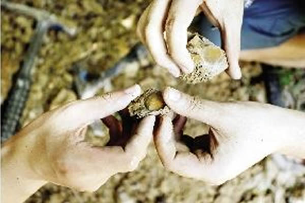 探访到花山一处,发掘到疑似化石。