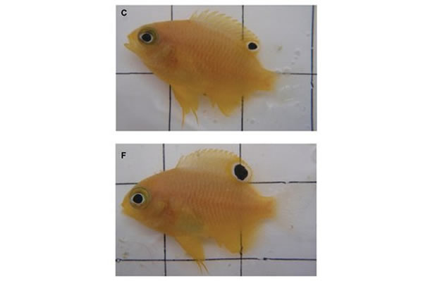 �벶ʳ�߽Ӵ�6���ܵ���Щȸ����F���������ܿ���Ⱥ��C����ȣ����Žϴ����״�ߵ�ͽ�С���۾���