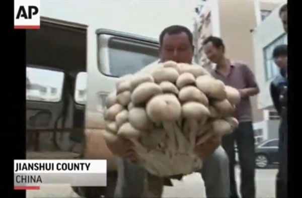 A giant mushroom was recently discovered in China.