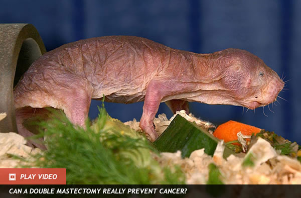 Rat Laughs Off Cancer With HA