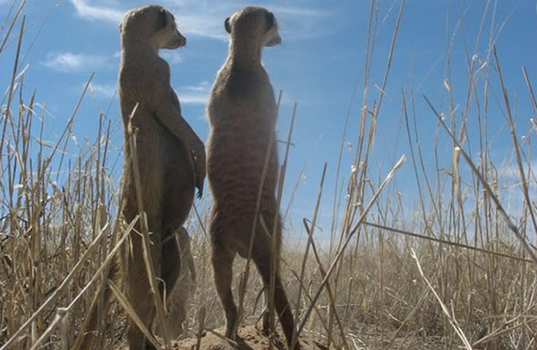 In groups of meerkats, the majority of individuals are the offspring of a single