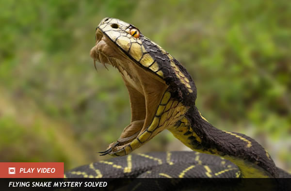 How to Survive a Snakebite