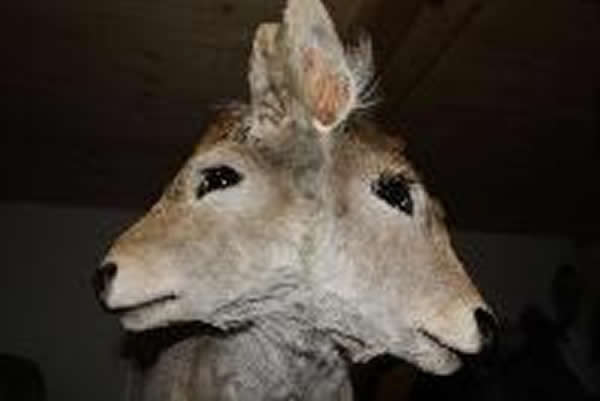 �������Ȼ����һͷ˫ͷСţ