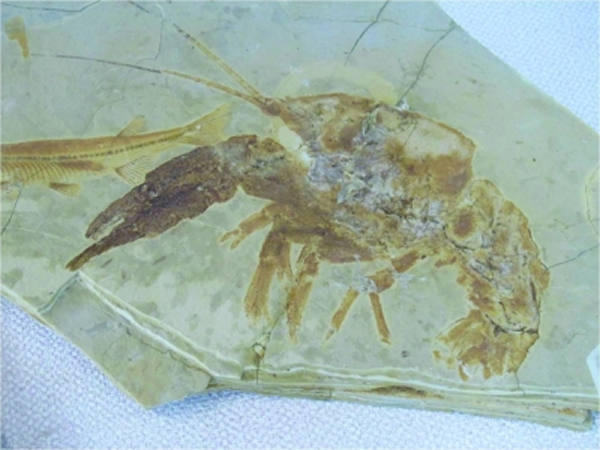 ֵСϺʯרҳƵʱֻϺ׽㡣