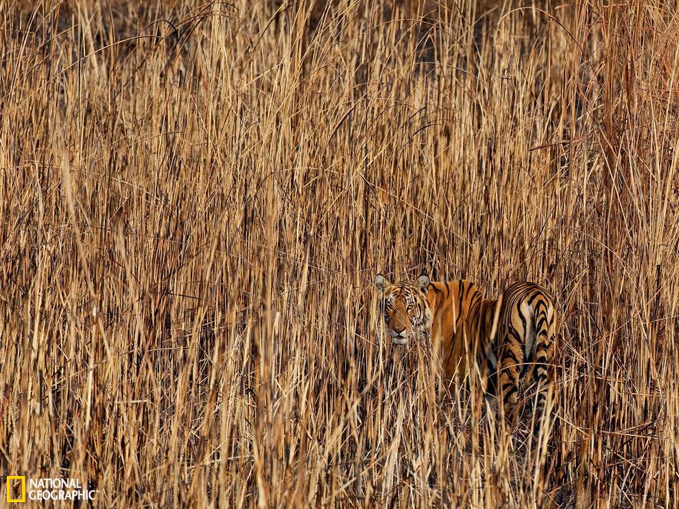 �ϻ��ƺ����Ʋݴ�αװ