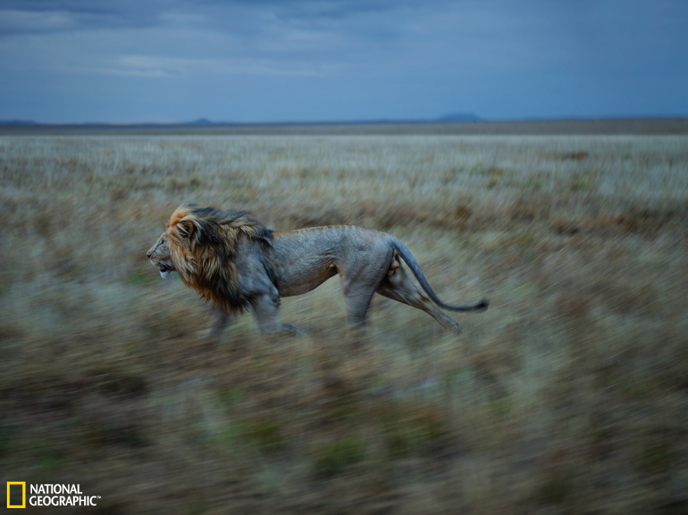 ���׸ǵٴ��ԭ��ʨ