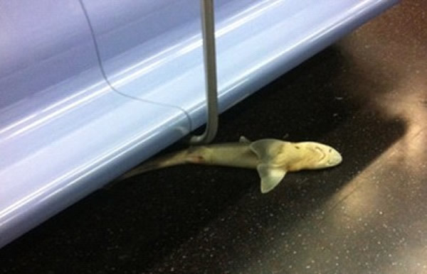 美国纽约地铁车厢中惊现1.2米长鲨鱼尸体