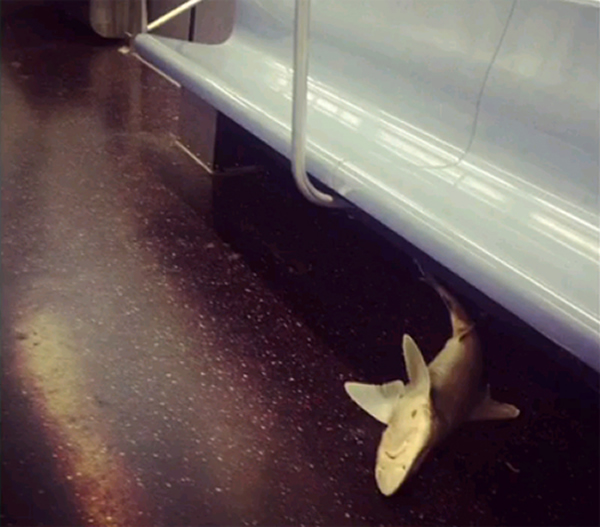 美国纽约地铁车厢中惊现1.2米长鲨鱼尸体