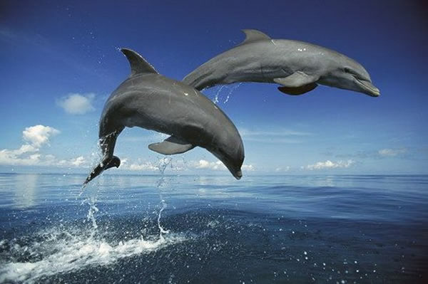 科学家最新研究显示，宽吻海豚具有动物王国中最持久的记忆，可记得二十年前同伴的哨声