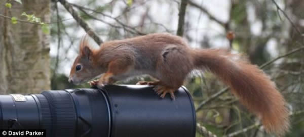 研究人员在Megaconus化石上发现针毛和下层绒毛残余,让Megaconus化石成为第二种已知的带有毛发的前哺乳动物化石。在Megaconus化石腹部,研究人