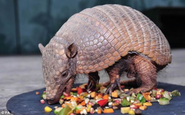 一只犰狳。Megaconus的骨骼——尤其是后腿和爪子——可能让它们拥有与现代犰狳类似的步态,一种此前未知的哺乳动物步态