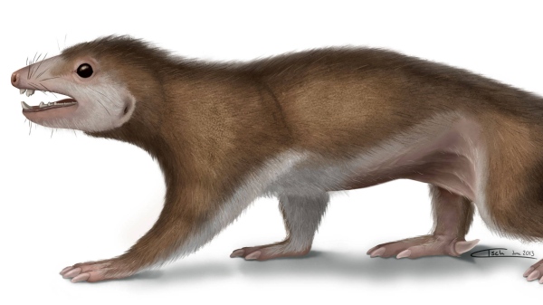 “哺乳形巨齿兽”( Megaconus mammaliaformis)复原图