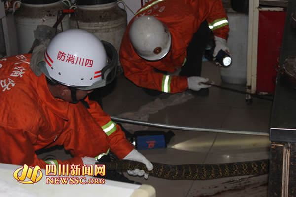 四川乐山一条10斤重黑金色大蛇闯进饭店厨房