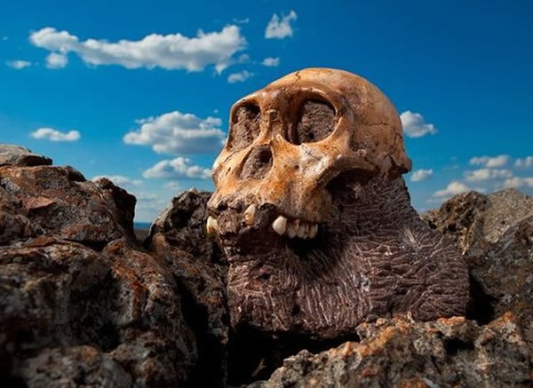 ��ѧ�ҶԻ�ʯ�γɻ������е��飬���ֵ����������Ǹ������ѡ�񣬵�Ȼ��Ӧ�ÿ��ٱ������ᡱ�����⡰ʰ�ġ�����ĸ���