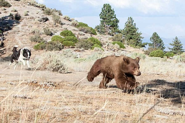 美国猎犬狂追灰熊迫其上树