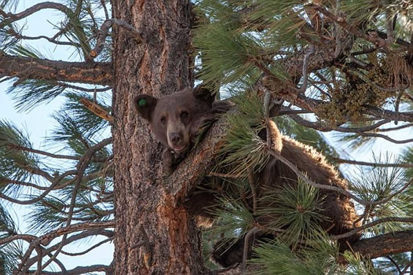 美国猎犬狂追灰熊迫其上树