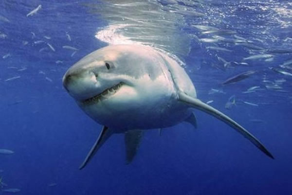 大白鲨具有极强的攻击性,是维持海洋生态系统的重要组成部分