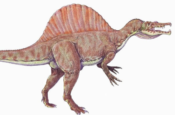 棘龙是否以鲨鱼为食?