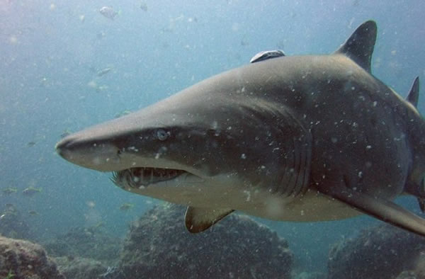 鲨鱼和恐龙在北非和欧洲南部遭遇