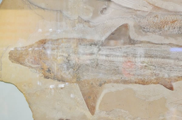 远古鲨鱼和蛇颈龙