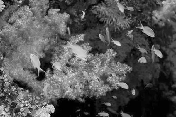 海水变暖影响着海洋生物的繁殖模式与栖息地选择