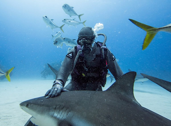 潜水员施“催眠”术单手摆平鲨鱼